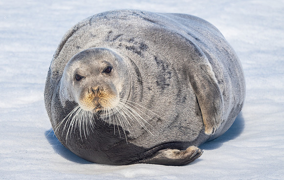 Bearded Seal Resting on Ice