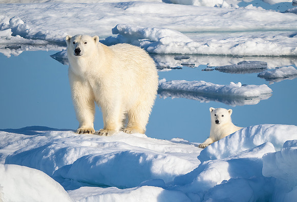 Curious Mother and Cub Polar Bears
