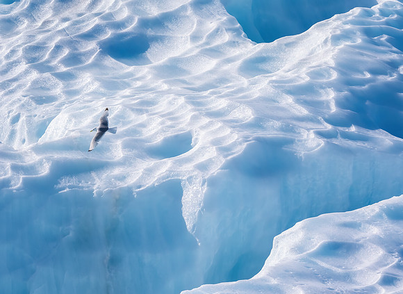 Black-legged Kittiwake Flying Near Ice Berg