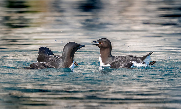 Murres on Water