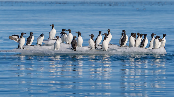 Murres on Ice Flow