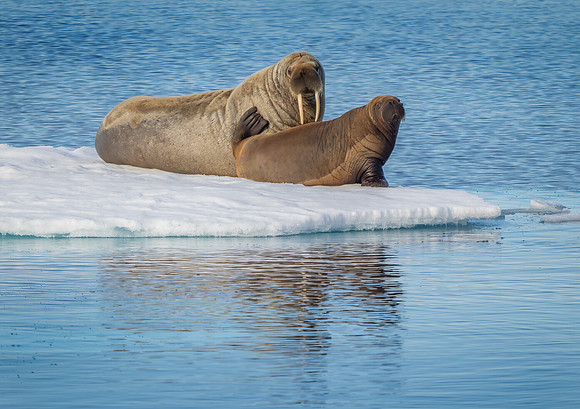 Mother Walrus and Calf on Flow Ice