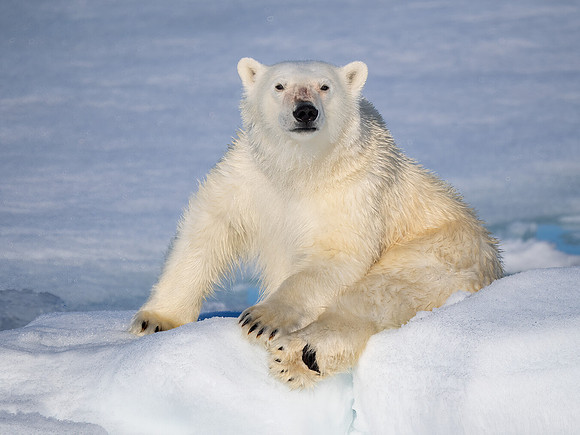 Resting Polar Bear