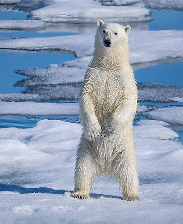 Standing Polar Bear
