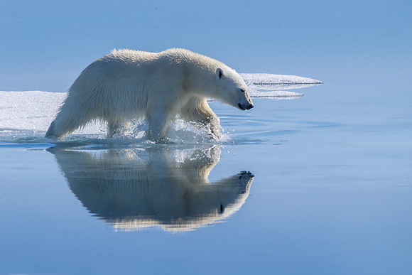 Polar Bear Heading for a Swim