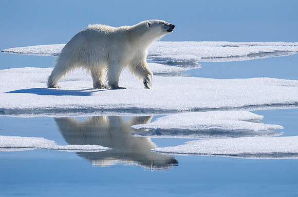 Searching Polar Bear