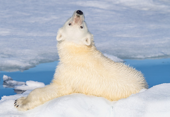 Polar Bear Nose to the Air