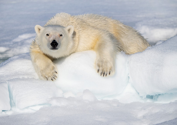 Resting Polar Bear