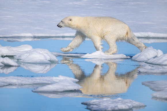 Polar Bear Traveling Over Broken Pack Ice