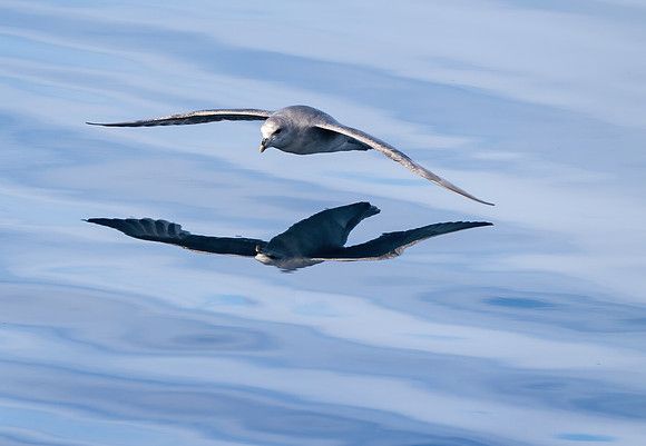 Northern Fulmar on the Wing