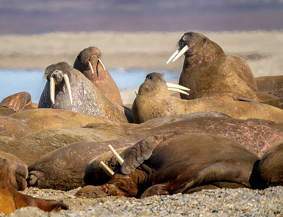 Walrus Haulout