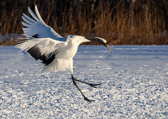 The Drop In. Red-crowned Crane, Hokkaido, Japan