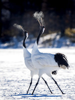 Breath, Red-crowned Cranes Hokkaido Japan