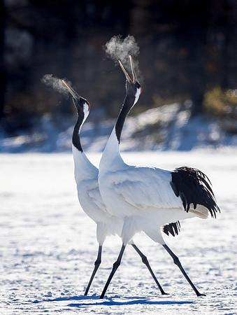 Breath, Red-crowned Cranes Hokkaido Japan