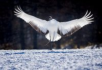 Backlight and Red-crowned Crane, Hokkaido, Japan