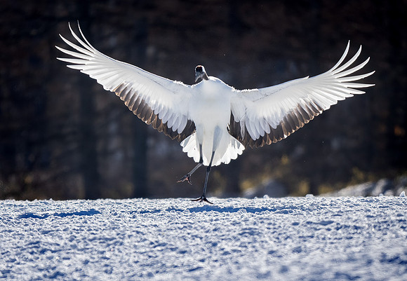 Backlight and Red-crowned Crane, Hokkaido, Japan