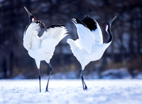 Morning Dance, Red Crowned Cranes, Hokkaido, Japan