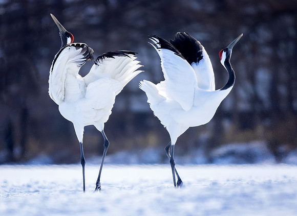 Morning Dance, Red Crowned Cranes, Hokkaido, Japan