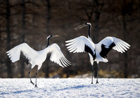 Morning Dance #2, Red-crowned Cranes, Hokkaido, Japan