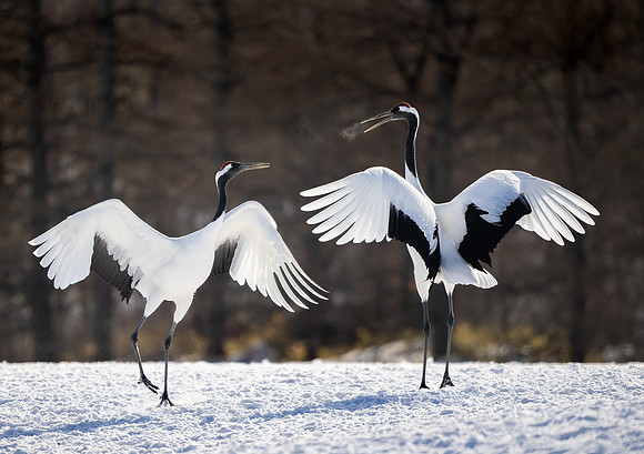 Morning Dance #2, Red-crowned Cranes, Hokkaido, Japan
