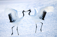 Red-crowned Cranes, Hokkaido Japan