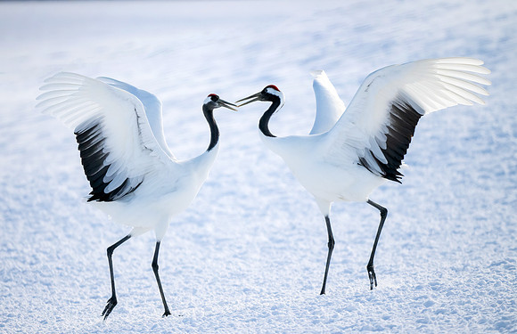 Red-crowned Cranes, Hokkaido Japan